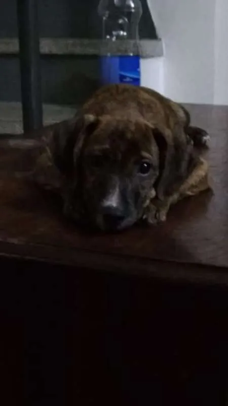 Cachorro ra a srd idade 2 a 6 meses nome Melissa