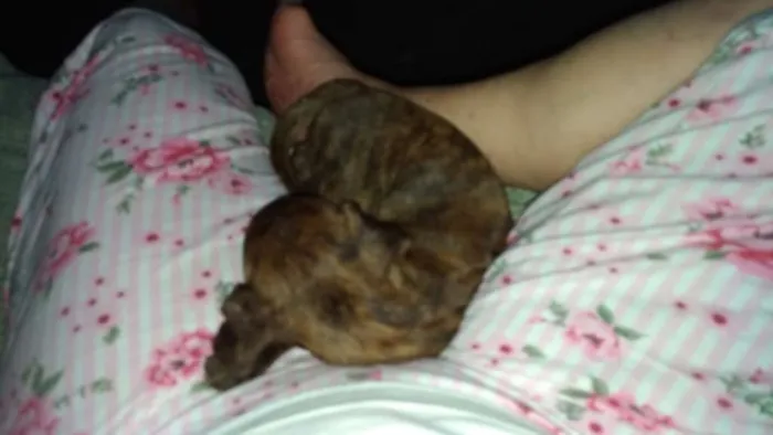 Cachorro ra a srd idade 2 a 6 meses nome Melissa