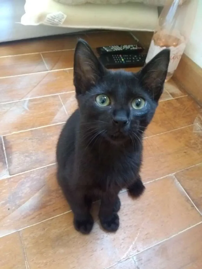 Gato ra a SRD idade 2 a 6 meses nome Nino