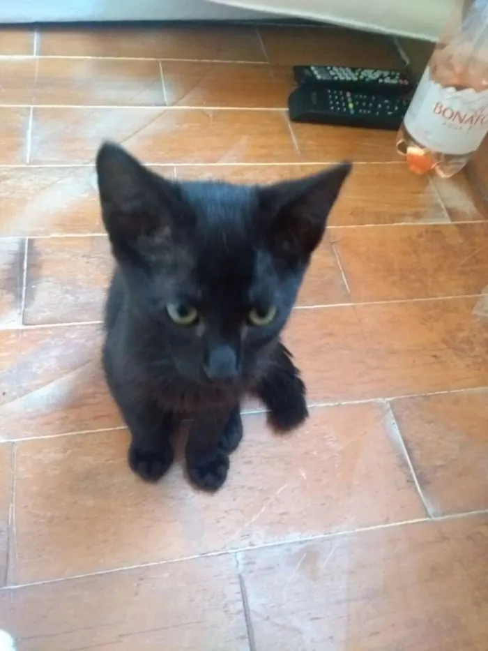 Gato ra a SRD idade 2 a 6 meses nome Nino