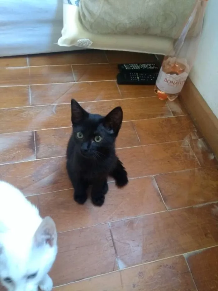 Gato ra a SRD idade 2 a 6 meses nome Nino