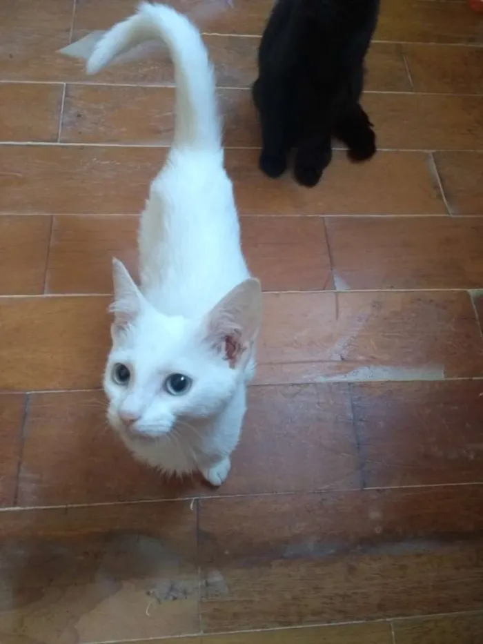Gato ra a SRD idade 2 a 6 meses nome Madona 