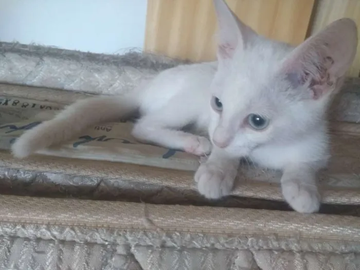 Gato ra a SRD idade 2 a 6 meses nome Madona 