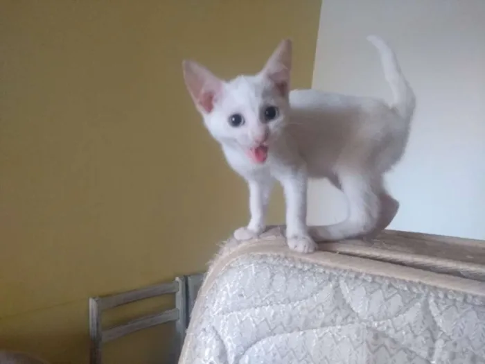 Gato ra a SRD idade 2 a 6 meses nome Madona 
