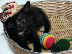 Gato raça Siamês  idade Abaixo de 2 meses nome Ox