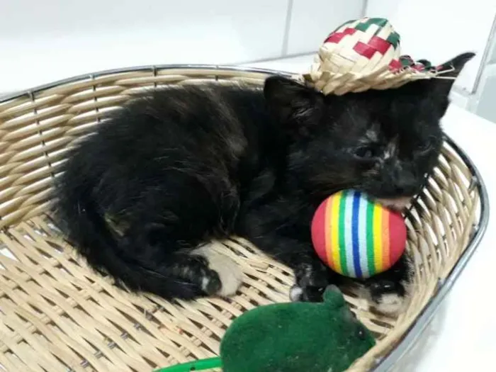 Gato raça Siamês  idade Abaixo de 2 meses nome Ox