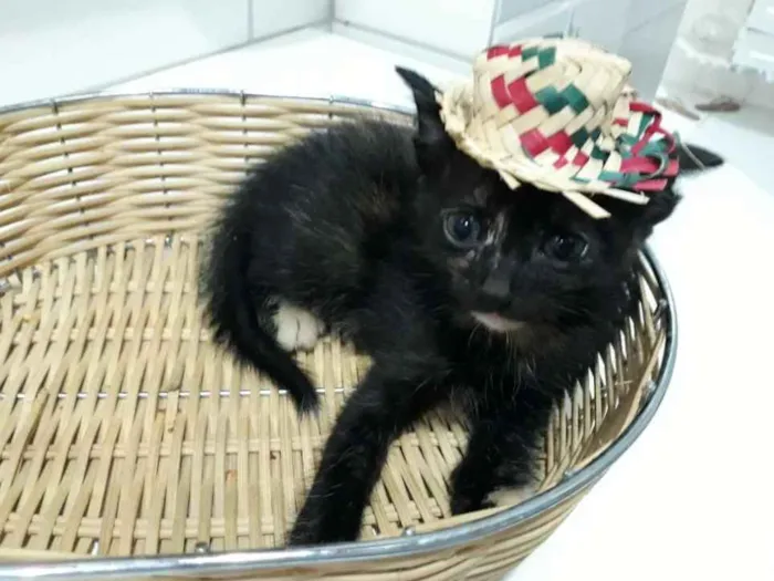 Gato raça Siamês  idade Abaixo de 2 meses nome Ox