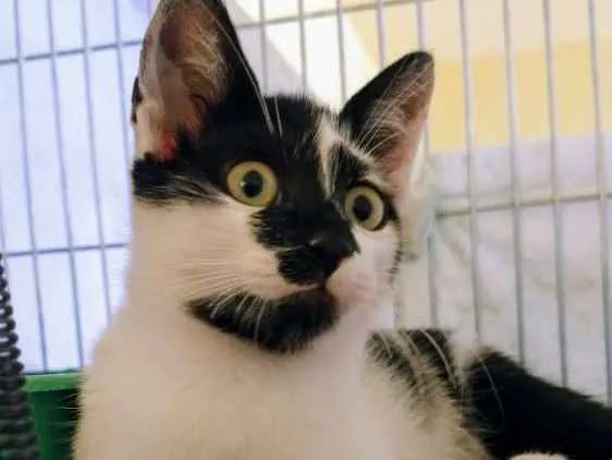 Gato ra a SRD idade 2 a 6 meses nome Jhonny