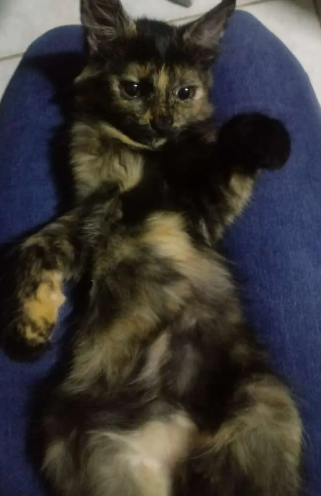Gato ra a  idade 2 a 6 meses nome Sem nome