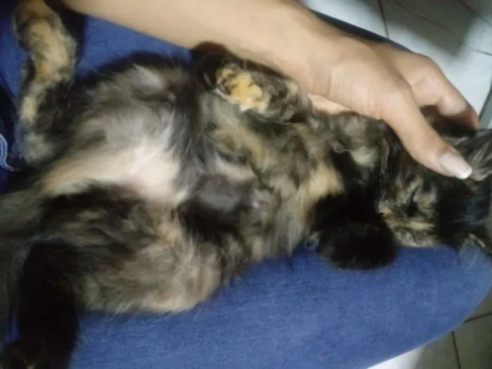 Gato ra a  idade 2 a 6 meses nome Sem nome