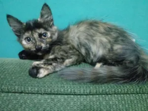 Gato raça  idade 2 a 6 meses nome Sem nome