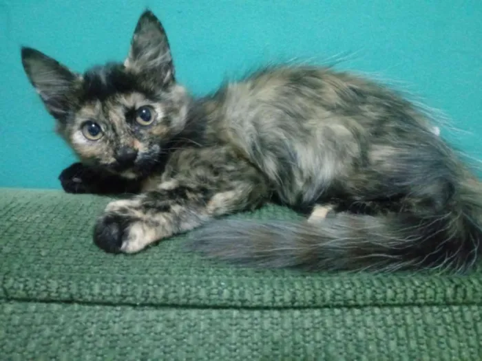 Gato ra a  idade 2 a 6 meses nome Sem nome