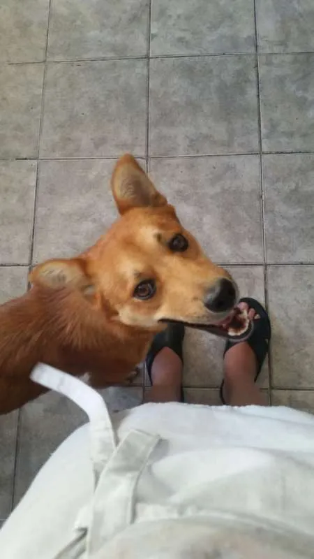 Cachorro ra a Vira Lata idade 1 ano nome Bass