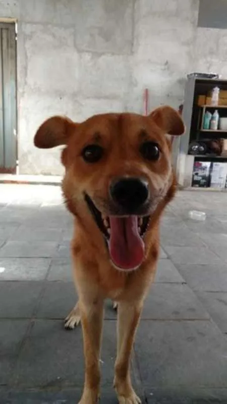 Cachorro ra a Vira Lata idade 1 ano nome Bass