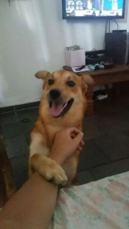 Cachorro ra a Vira Lata idade 1 ano nome Bass