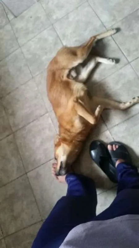Cachorro ra a Vira Lata idade 1 ano nome Bass
