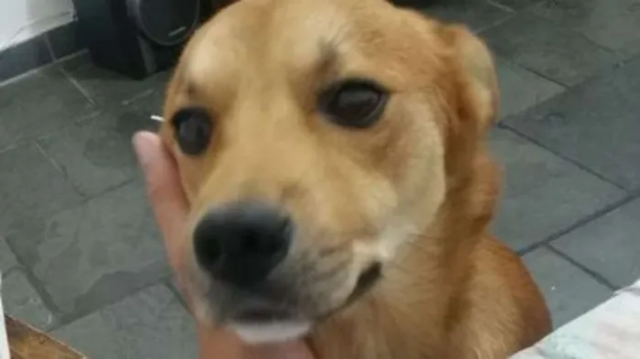 Cachorro ra a Vira Lata idade 1 ano nome Bass