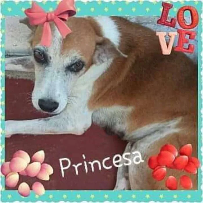 Cachorro ra a SRD idade 3 anos nome O novo dono escolhe