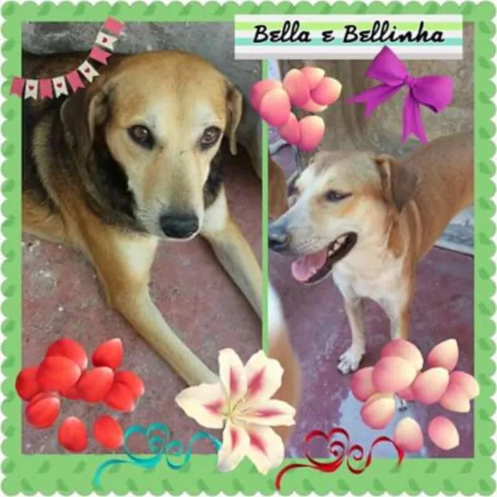 Cachorro ra a SRD idade 4 anos nome O novo dono escolhe