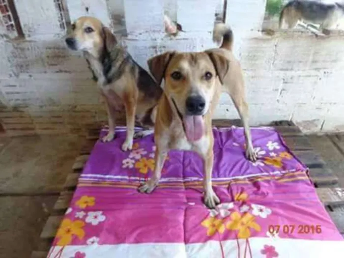 Cachorro ra a SRD idade 4 anos nome O novo dono escolhe
