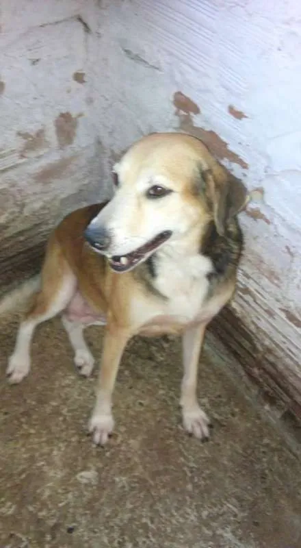 Cachorro ra a SRD idade 4 anos nome O novo dono escolhe