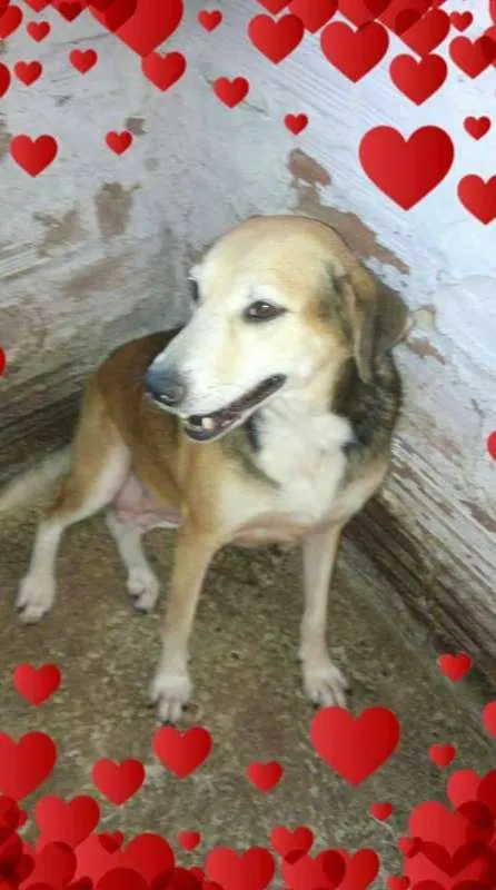 Cachorro ra a SRD idade 4 anos nome O novo dono escolhe