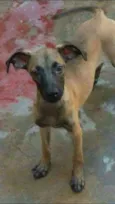 Elvis
