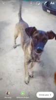 Elvis