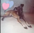 Elvis