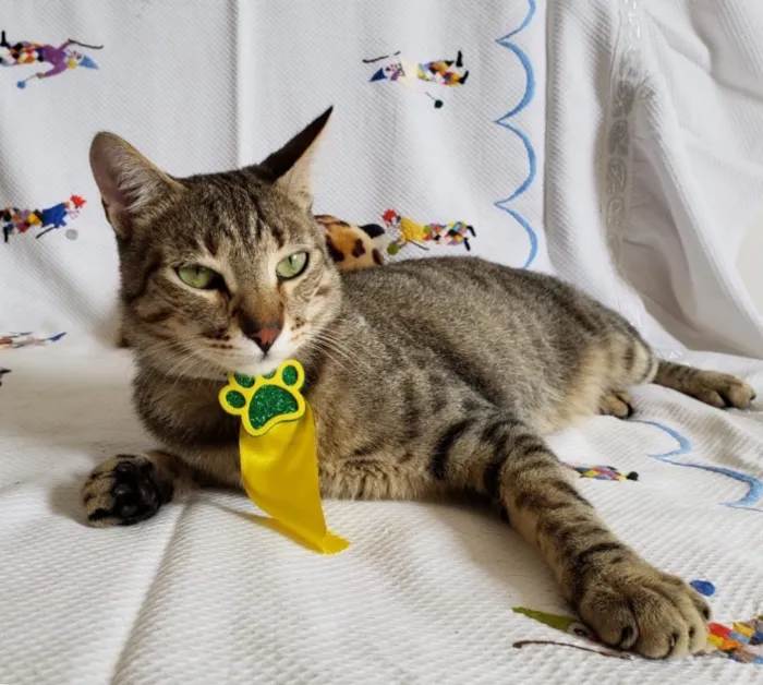 Gato ra a SRD idade 1 ano nome LORD