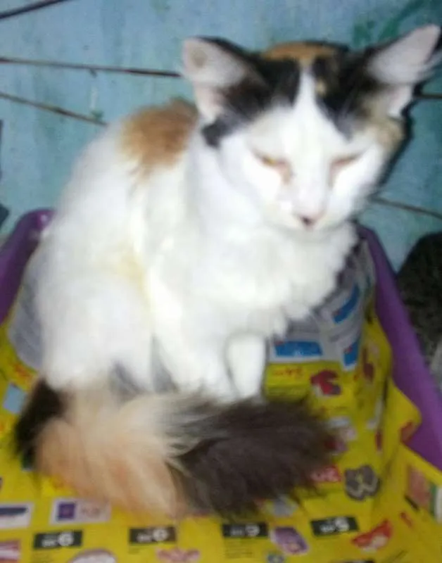 Gato ra a mestiça idade 1 ano nome O novo dono escolhe