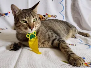 Gato raça SRD idade 1 ano nome LORD