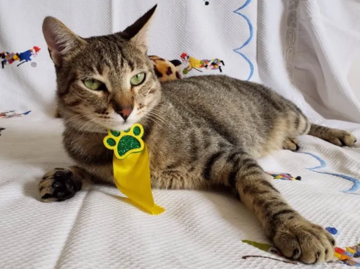 Gato ra a SRD idade 1 ano nome LORD
