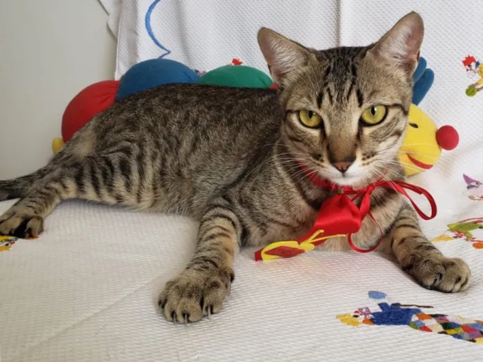 Gato ra a SRD idade 1 ano nome SHEIK 