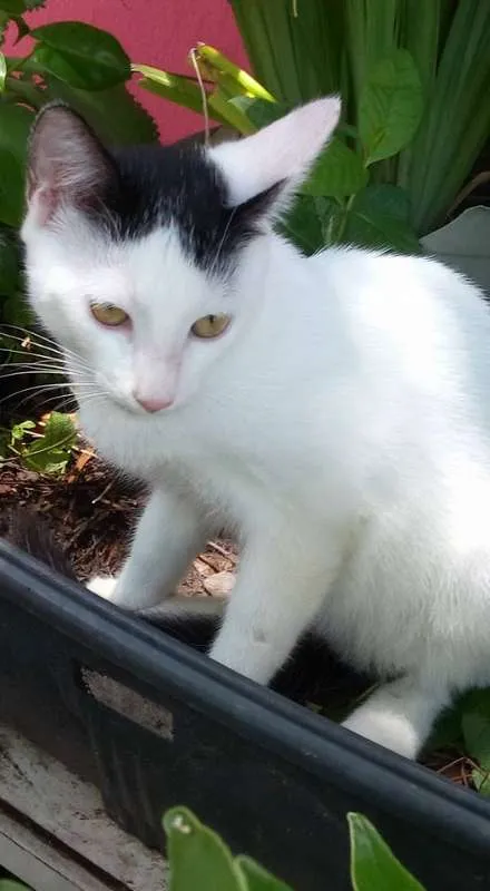 Gato ra a SRD idade 1 ano nome O novo dono escolhe
