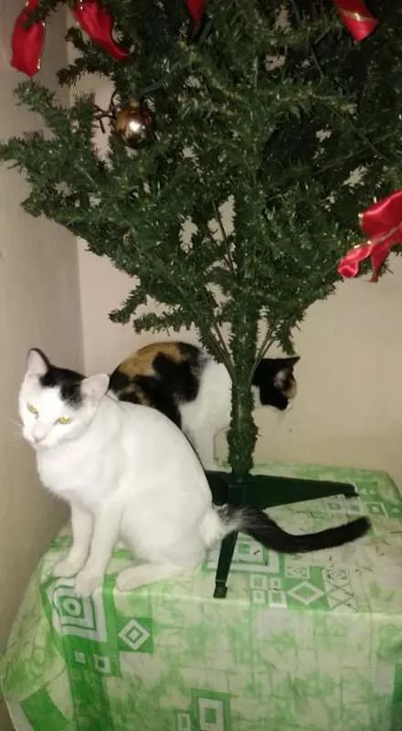 Gato ra a SRD idade 1 ano nome O novo dono escolhe