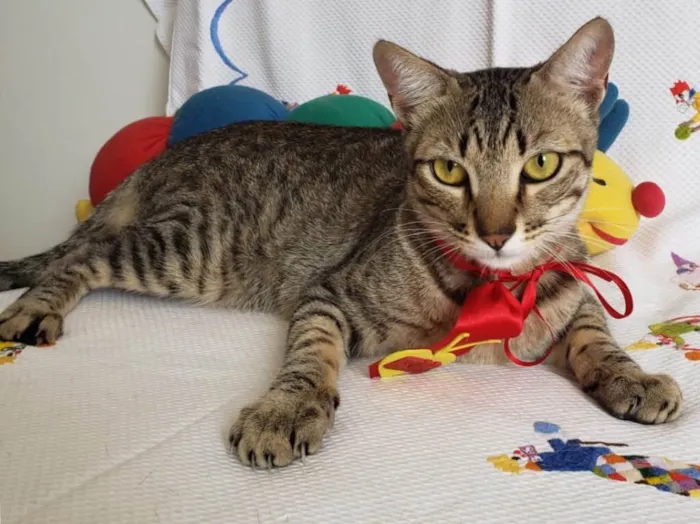 Gato ra a SRD idade 1 ano nome SHEIK 