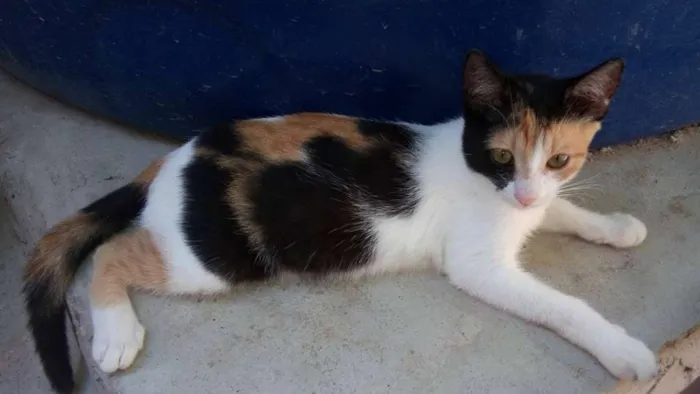 Gato ra a SRD idade 1 ano nome O novo dono escolhe