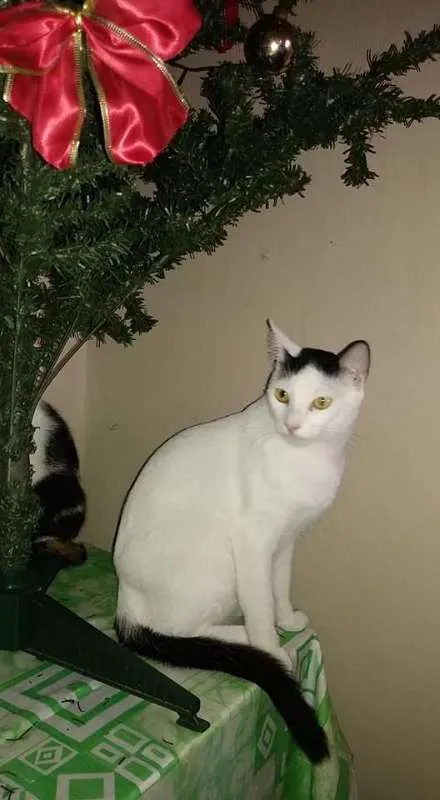 Gato ra a SRD idade 1 ano nome O novo dono escolhe