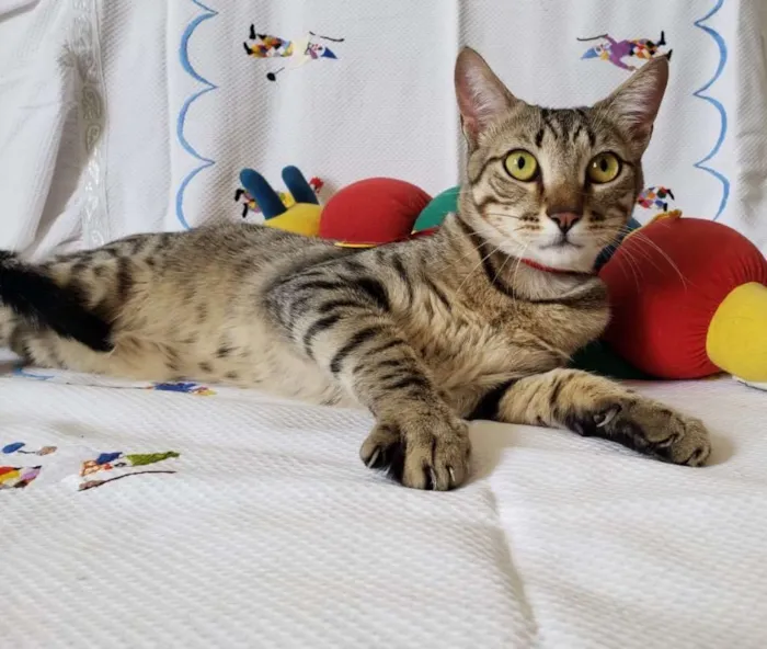 Gato ra a SRD idade 1 ano nome SHEIK 