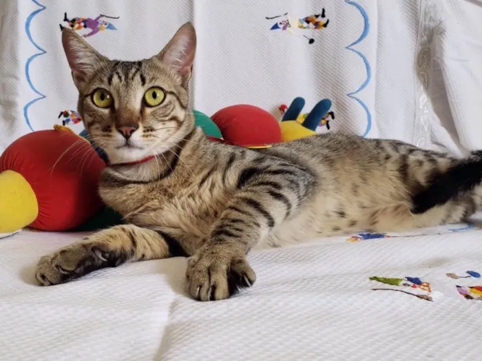 Gato ra a SRD idade 1 ano nome SHEIK 