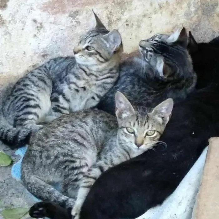 Gato ra a SRD idade 1 ano nome O novo dono escolhe