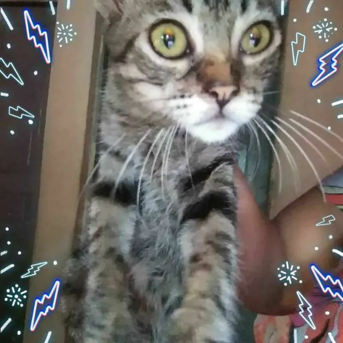 Gato ra a SRD idade 1 ano nome O novo dono escolhe