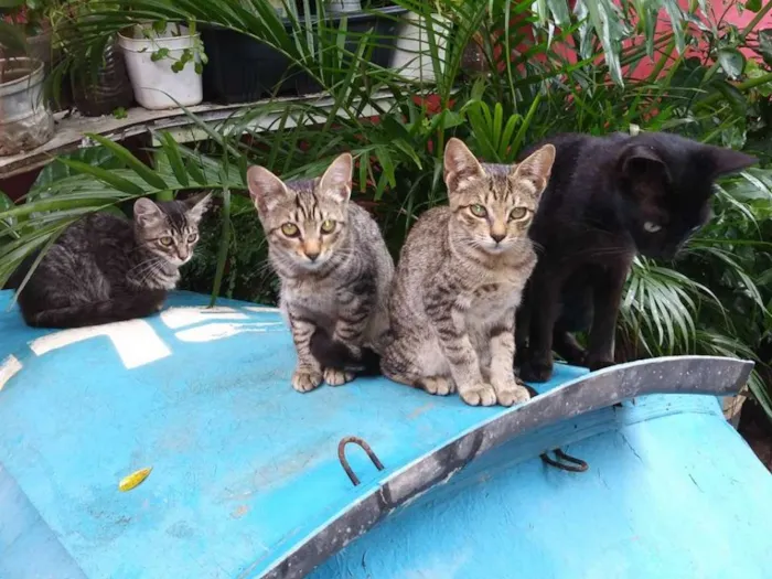 Gato ra a SRD idade 1 ano nome O novo dono escolhe