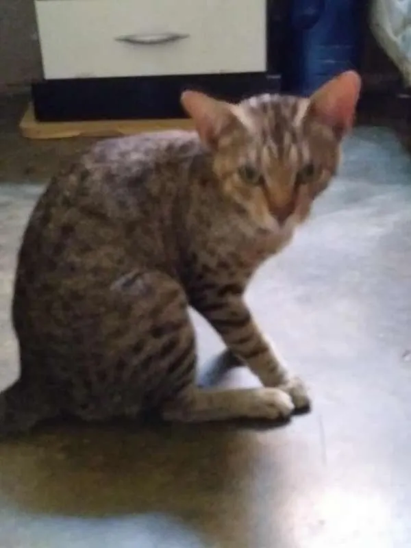 Gato ra a SRD idade 1 ano nome O novo dono escolhe