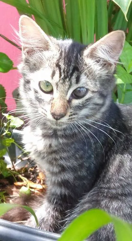 Gato ra a SRD idade 1 ano nome O novo dono escolhe