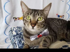 Gato raça SRD idade  nome WENDY 