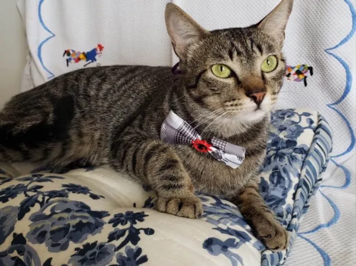 Gato ra a SRD idade  nome WENDY 
