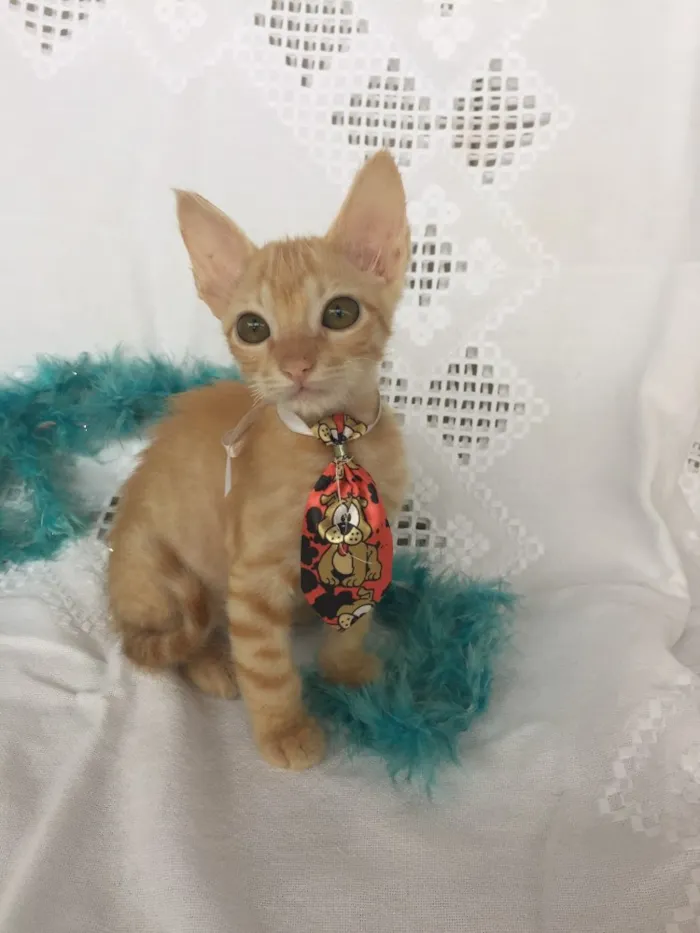 Gato ra a SRD idade Abaixo de 2 meses nome SMIGOL 