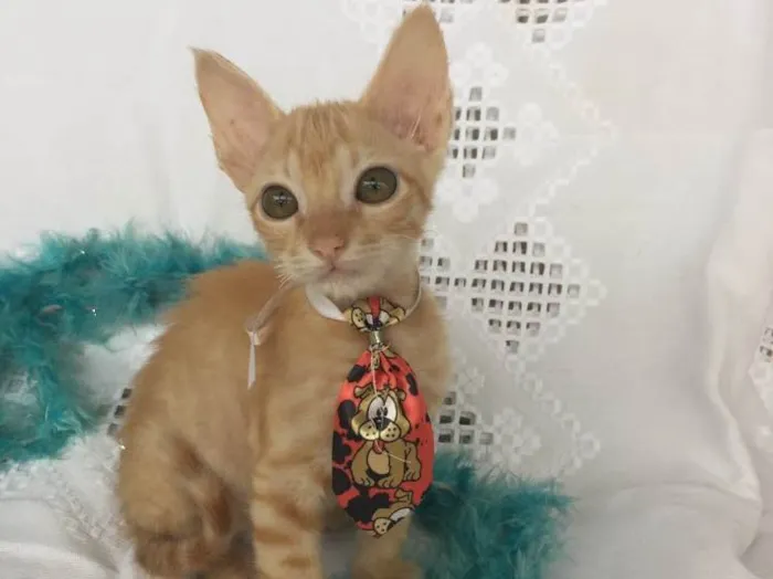 Gato ra a SRD idade Abaixo de 2 meses nome SMIGOL 